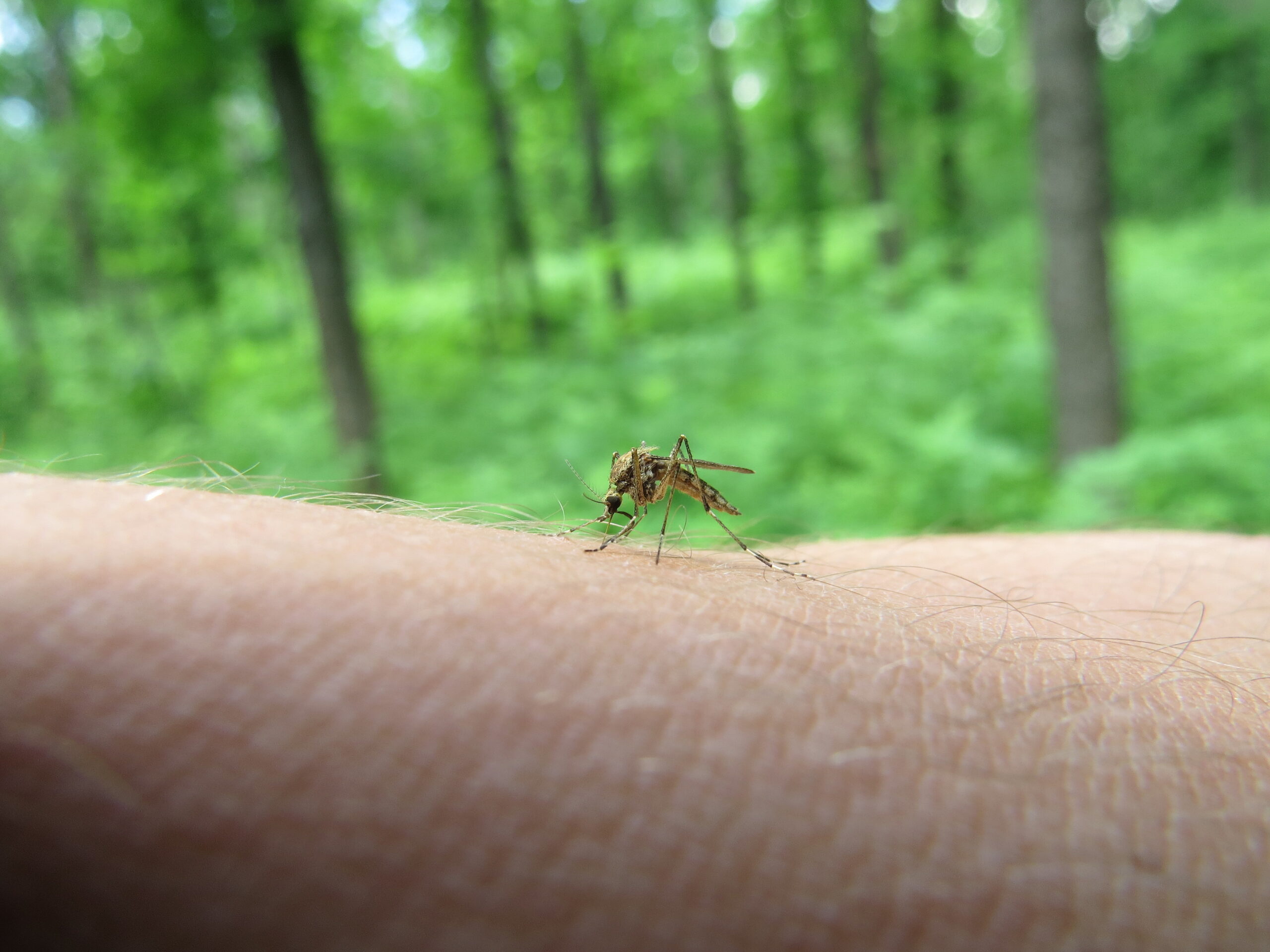 Aedes Aegypti, som er den myg. smitter med Denguefeber, på en persons arm i et skovområde.